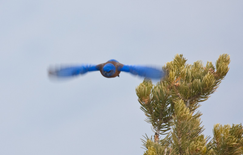 Western Bluebird Taking Flight